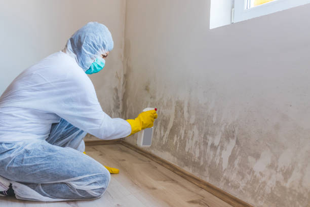 Licensed Basement Mold Remediation service in Dublin, TX - 24 Hour Mold Removal