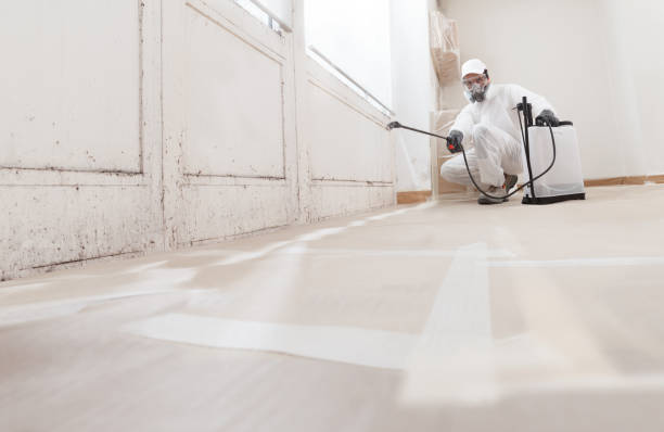 24/7 Emergency Basement Mold Remediation experts in Dublin, TX