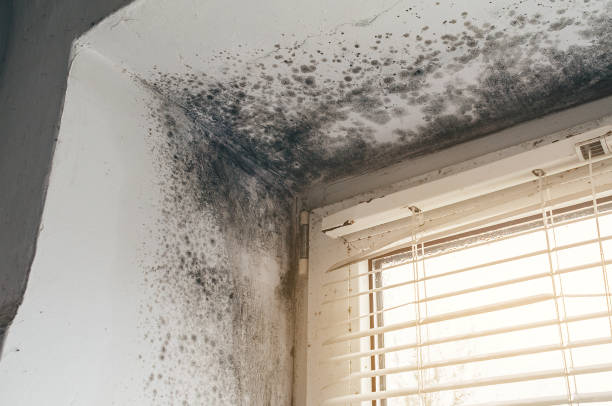 Affordable Basement Mold Remediation solutions in Dublin, TX